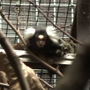 Common Marmoset