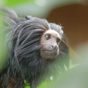Black lion Tamarin