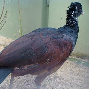 Great Curassow