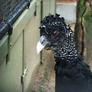 Great Curassow