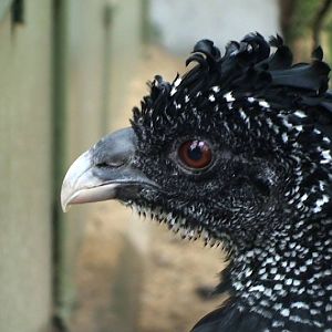 Great Curassow