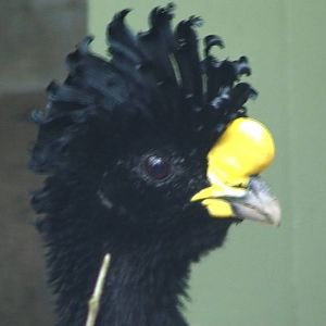 Great Curassow
