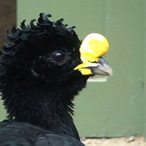 Great Curassow