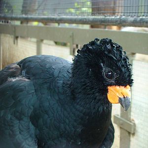 Red billed Curassow
