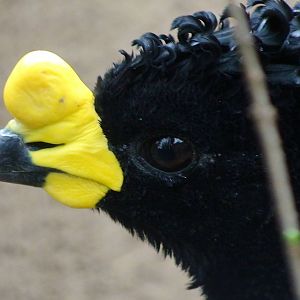 Yellow Knobbed Curassow