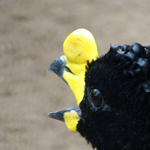 Yellow Knobbed Curassow
