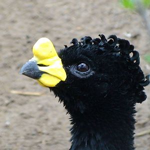 Yellow Knobbed Curassow