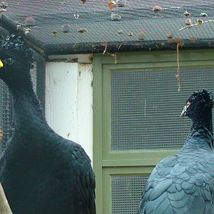 Yellow Knobbed Curassow