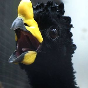 Yellow Knobbed Curassow