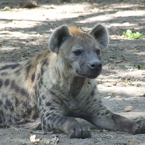 Spotted hyena @ Szeged Zoo, Hungary
