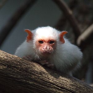 Silvery marmoset @ Szeged Zoo, Hungary