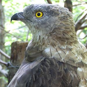 Honey buzzard @ Szeged Zoo, Hungary