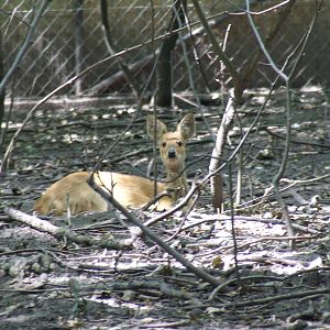 Chinese water deer @ Szeged Zoo, Hungary