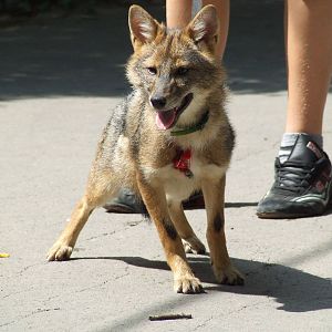 Golden jackal walking @ Szeged Zoo, Hungary