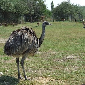 One part of the Pampa exhibit @ Szeged Zoo, Hungary