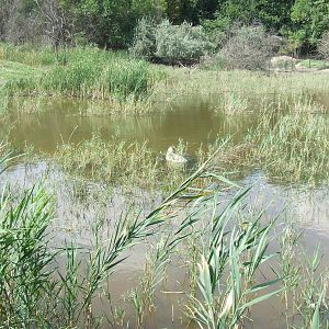 Capybara at the 'Pantanal' @ Szeged Zoo, Hungary