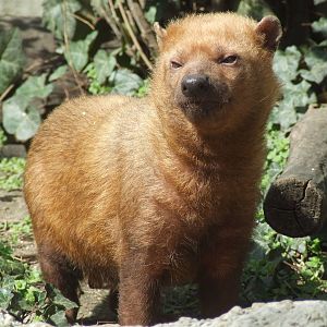 Bush dog @ Budapest Zoo
