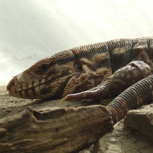 Red tegu lizard @ Budapest Zoo