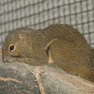 Plantain squirrel @ Budapest Zoo
