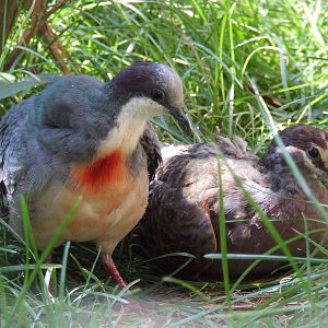 Luzon bleeding-heart doves @ Budapest Zoo
