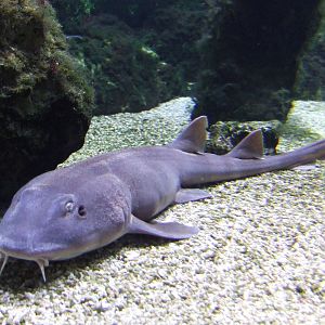 Brownbanded bamboo shark @ Budapest Zoo