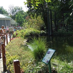 Water-moated Serval enclosure @ Budapest Zoo