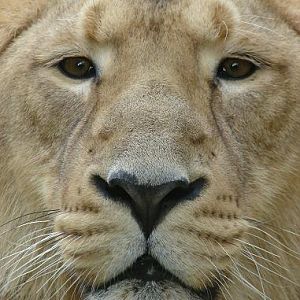 Asiatic lion (Panthera leo persica) - Boissière du Doré