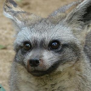 Bat-eared Fox (Otocyon megalotis) - La Boissière du Doré