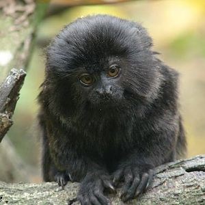 Goeldi's Monkey (Callimico goeldii) - La Boissière du Doré