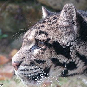 Clouded leopard (Neofelis nebulosa) - La Boissière du Doré
