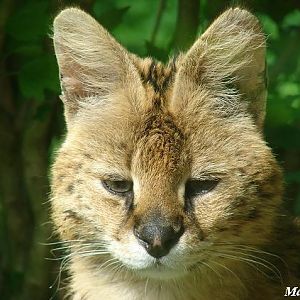 Serval (Leptailurus serval) - La Boissière du Doré
