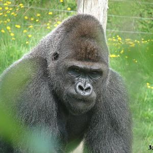 Western Lowland Gorilla (Gorilla gorilla gorilla) - La Boissière du Doré