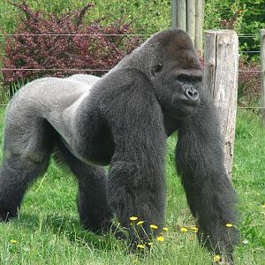 Western Lowland Gorilla (Gorilla gorilla gorilla) - La Boissière du Doré