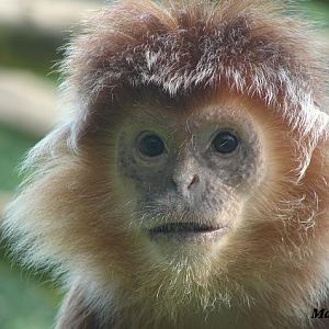 Javan Langur (Trachypithecus auratus) - La Boissière du Doré