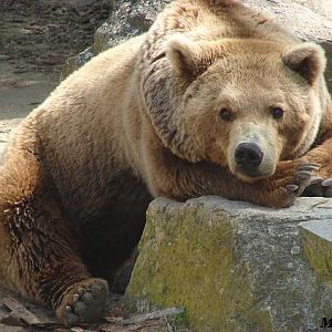 European Brown Bear (Ursus arctos arctos) - La Boissière du Doré