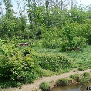 Wolf enclosure - La Boissière du Doré