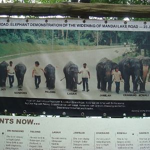 Elephant march, Singapore Zoo