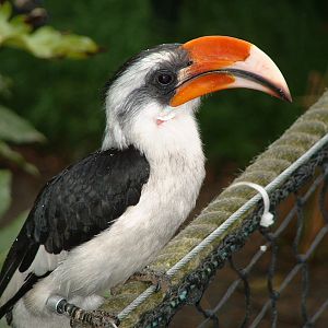 Von der Deckens Hornbill - London Zoo 2008