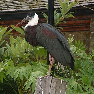 Woolly Necked Stork - London Zoo 2008