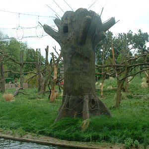 Gorilla Kingdom - London Zoo 2008