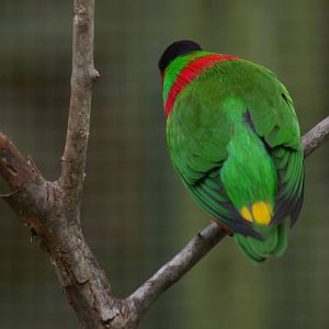 collared lory (Vini [Phygis] solitarius) from behind