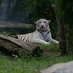 white tiger, Chiang Mai Zoo (Thailand)