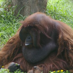 orangutan, Chiang Mai Zoo (Thailand)