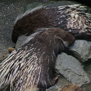 Malayan porcupines, Chiang Mai Zoo (Thailand)