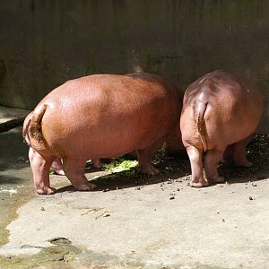 hippobottomuses, Chiang Mai Zoo (Thailand)