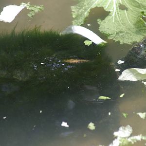 turtle overgrown with algae, Chiang Mai Zoo (Thailand)