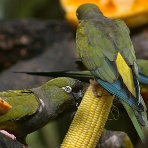 Patagonian conures, Chiang Mai Zoo (Thailand)