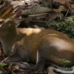Fea's muntjac, Chiang Mai Zoo (Thailand)