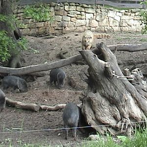 Pilsen Zoo Mixed Species Exhibit