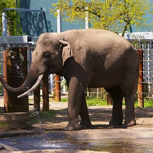 Alexander in Amersfoort Zoo